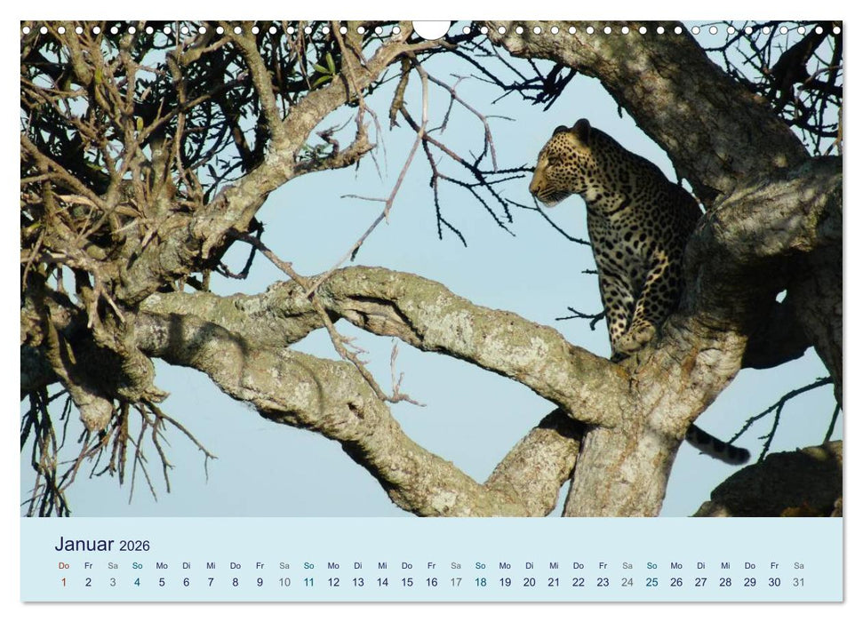Safari Impressionen / Kenia (CALVENDO Wandkalender 2026)