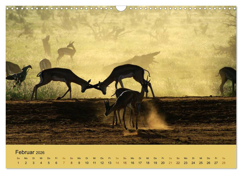 Safari Impressionen / Kenia (CALVENDO Wandkalender 2026)