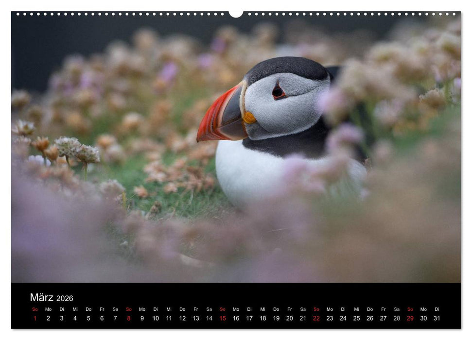 Papageientaucher 2026 (CALVENDO Premium Wandkalender 2026)