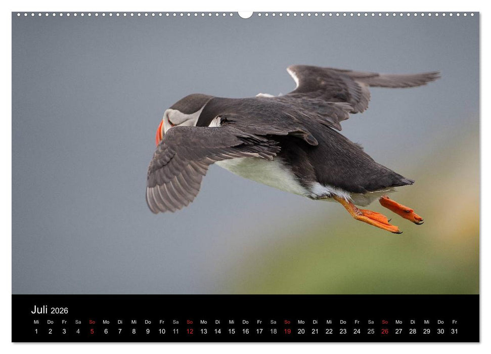 Papageientaucher 2026 (CALVENDO Premium Wandkalender 2026)