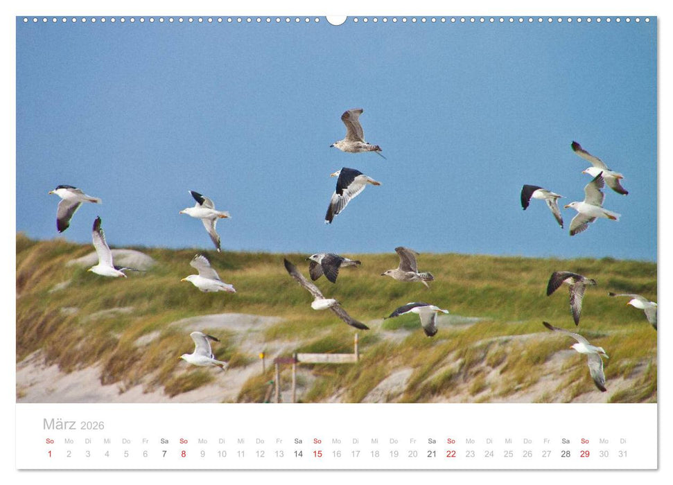 Sylt im Herbst (CALVENDO Wandkalender 2026)