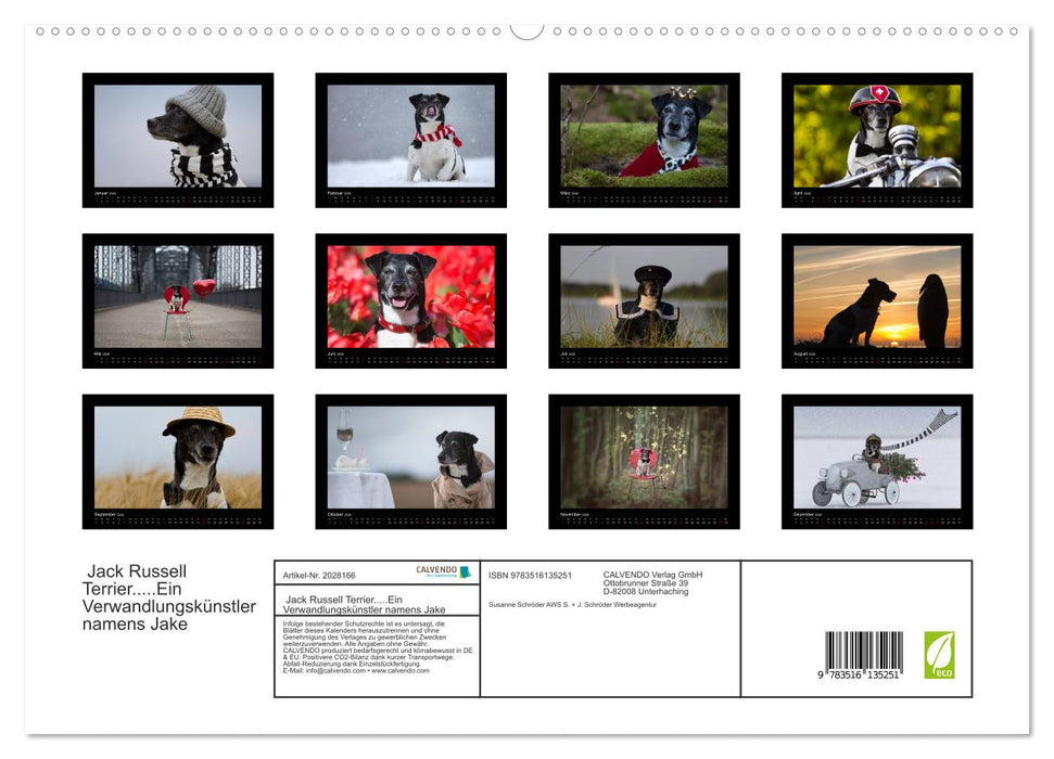 Jack Russell Terrier.....Ein Verwandlungskünstler namens Jake (CALVENDO Premium Wandkalender 2026)