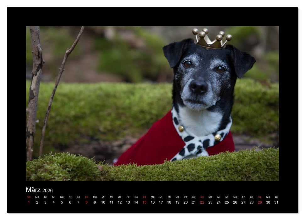 Jack Russell Terrier.....Ein Verwandlungskünstler namens Jake (CALVENDO Premium Wandkalender 2026)
