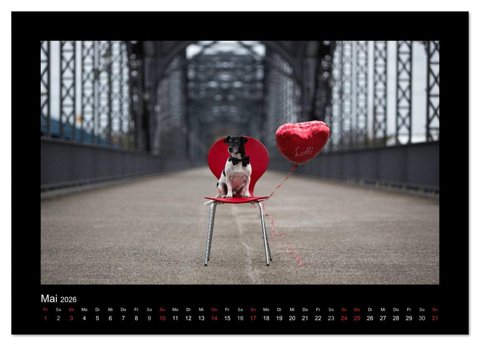 Jack Russell Terrier.....Ein Verwandlungskünstler namens Jake (CALVENDO Premium Wandkalender 2026)
