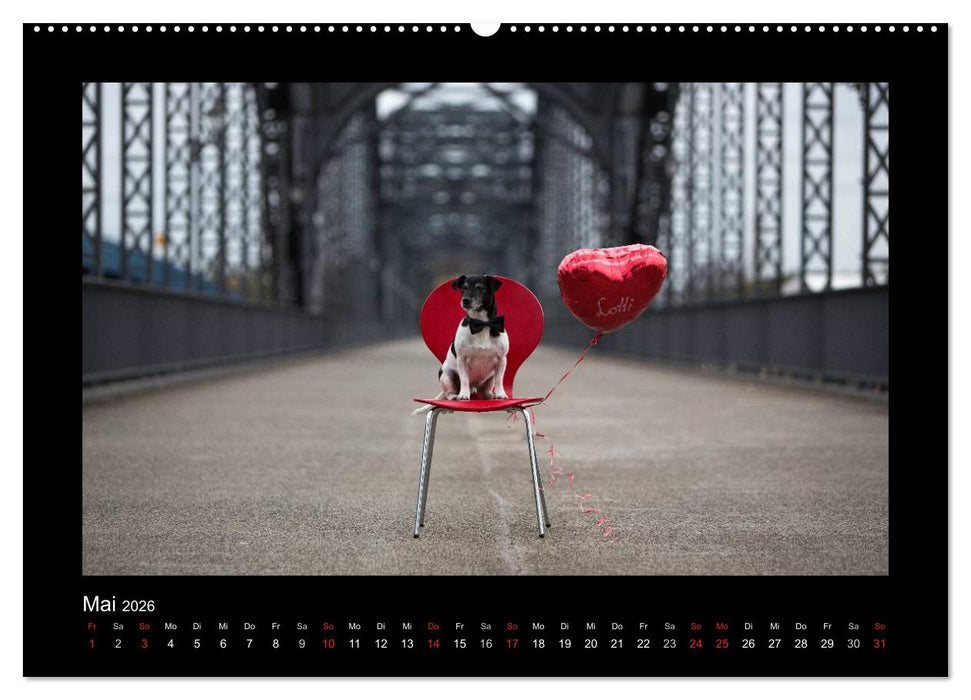 Jack Russell Terrier.....Ein Verwandlungskünstler namens Jake (CALVENDO Premium Wandkalender 2026)