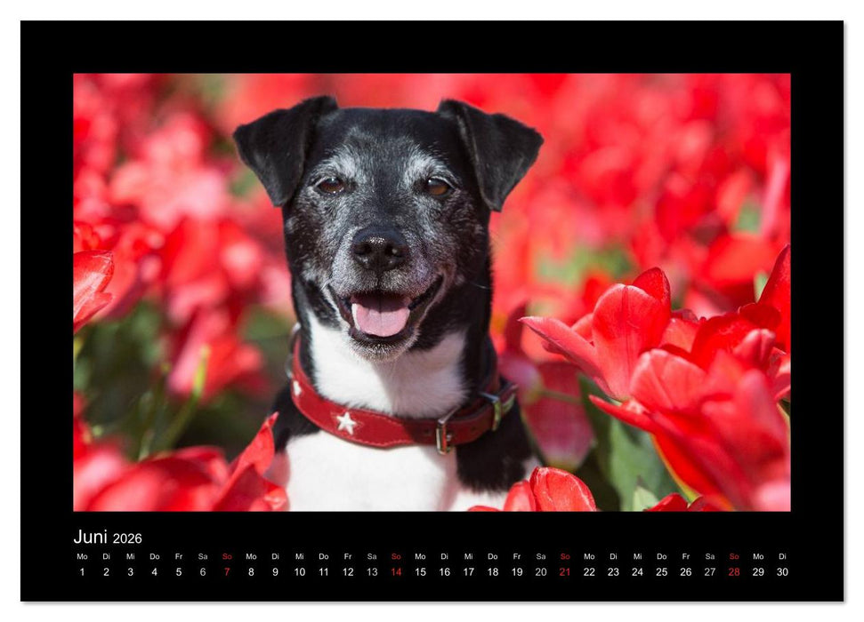 Jack Russell Terrier.....Ein Verwandlungskünstler namens Jake (CALVENDO Premium Wandkalender 2026)