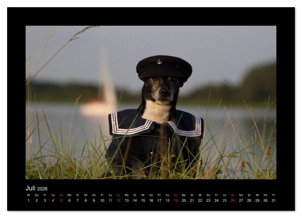 Jack Russell Terrier.....Ein Verwandlungskünstler namens Jake (CALVENDO Premium Wandkalender 2026)