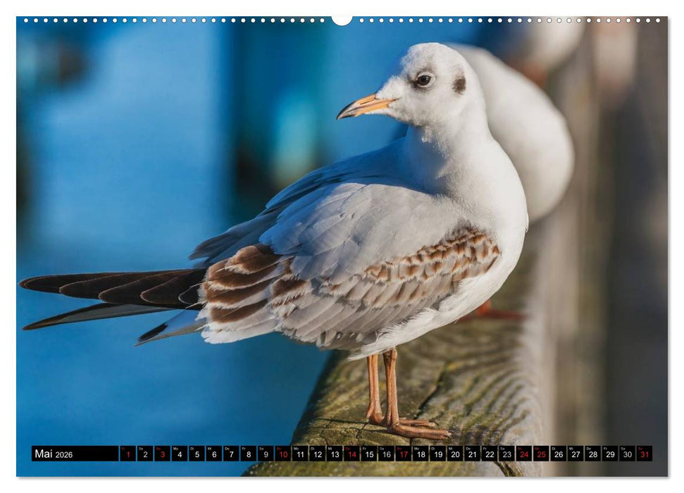 Entdeckungen auf der Insel Rügen (CALVENDO Wandkalender 2026)