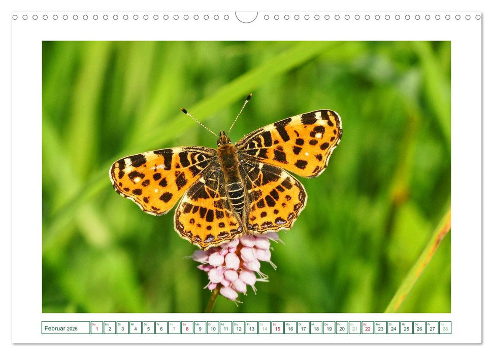 Schmetterlinge: zart und bunt (CALVENDO Wandkalender 2026)