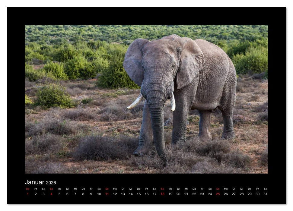 Südafrika - Garden Route (CALVENDO Wandkalender 2026)
