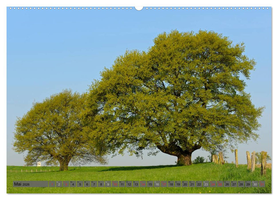 Der Niederrhein im Wandel der Jahreszeiten (CALVENDO Wandkalender 2026)