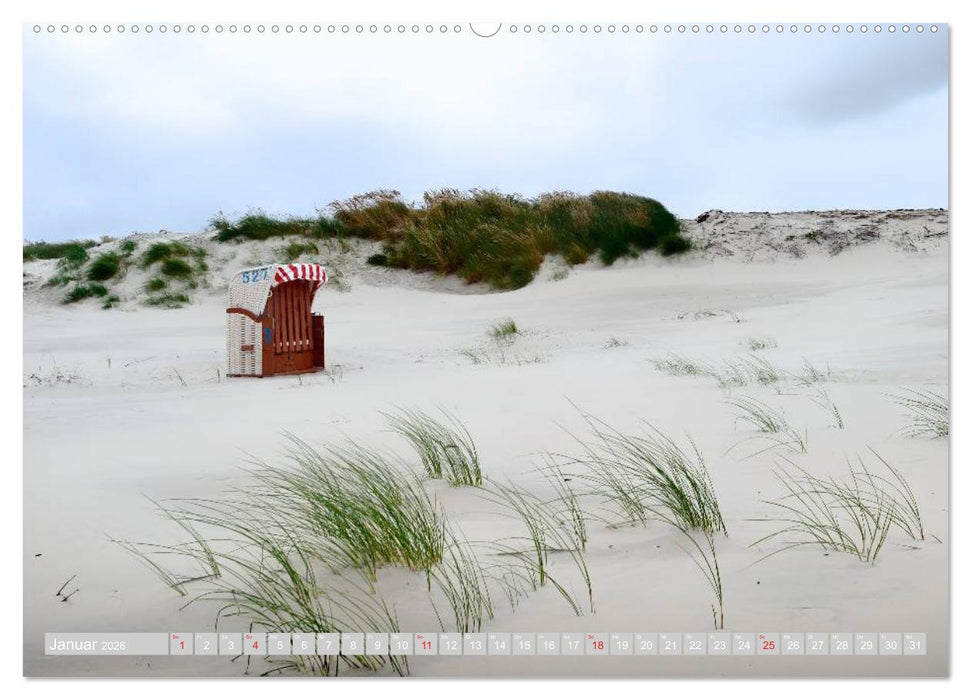 Amrum, die Perle in der Nordsee (CALVENDO Wandkalender 2026)