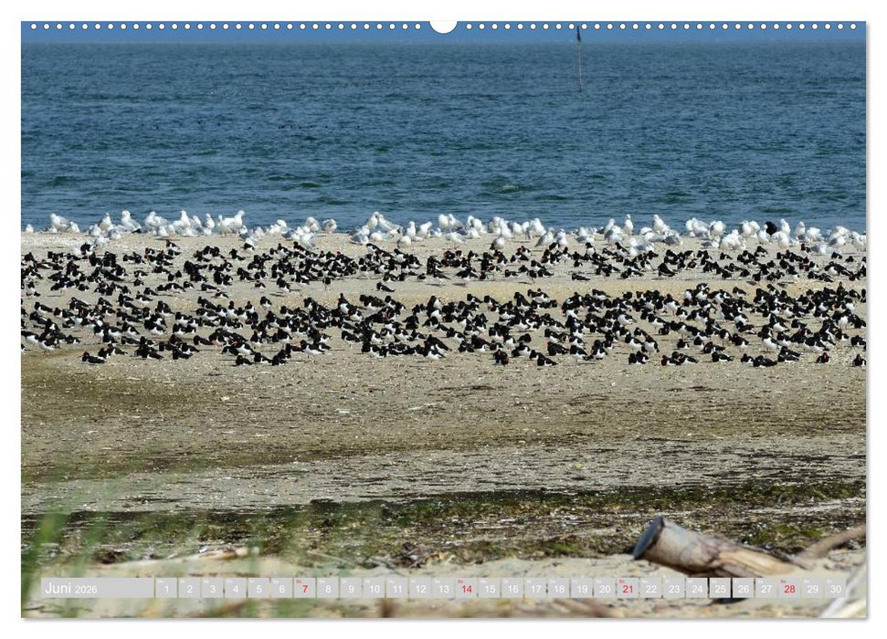 Amrum, die Perle in der Nordsee (CALVENDO Wandkalender 2026)