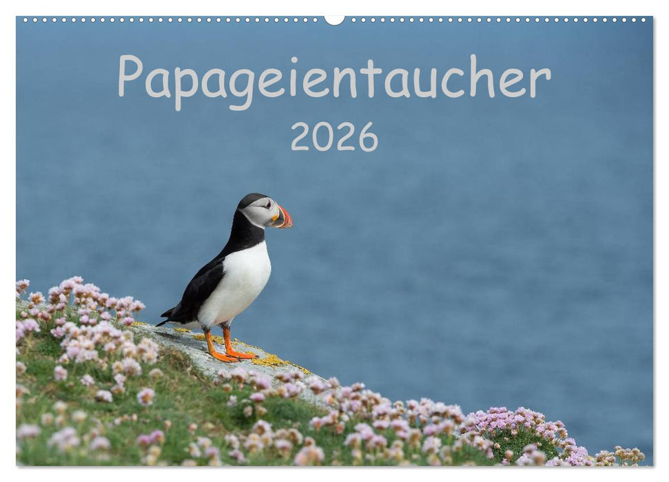 Papageientaucher 2026 (CALVENDO Wandkalender 2026)