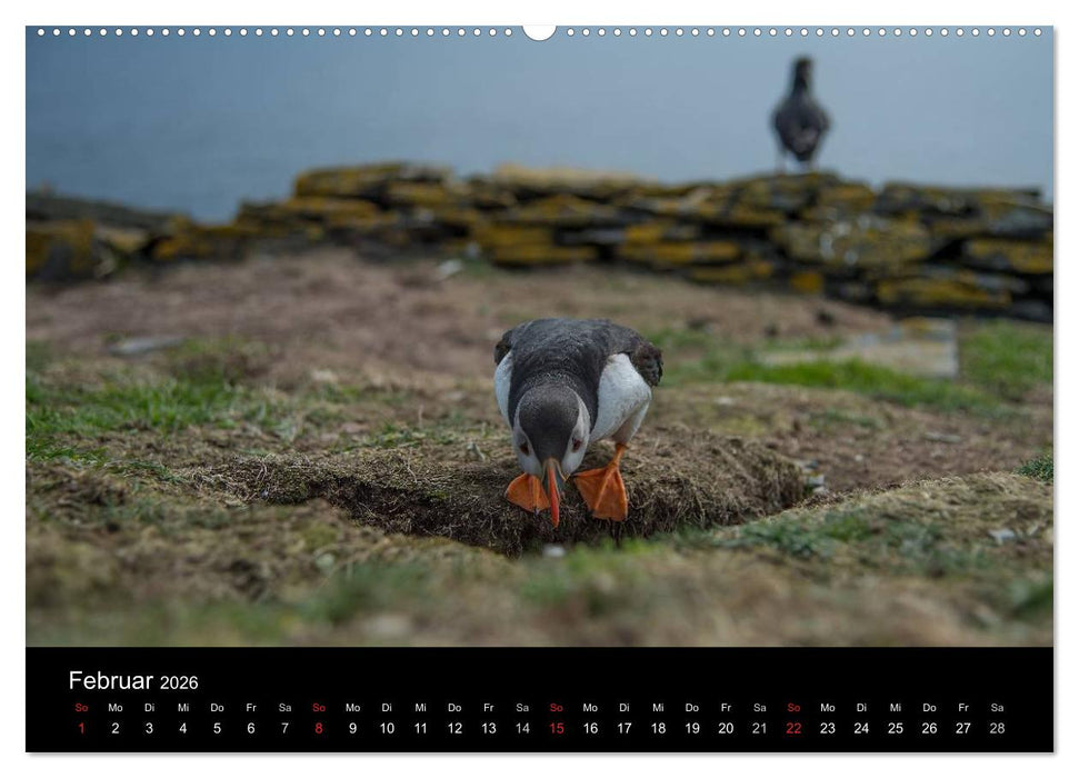 Papageientaucher 2026 (CALVENDO Wandkalender 2026)