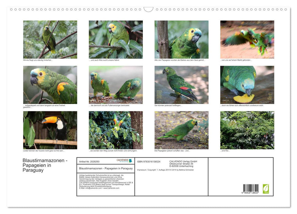 Blaustirnamazonen - Papageien in Paraguay (CALVENDO Wandkalender 2026)