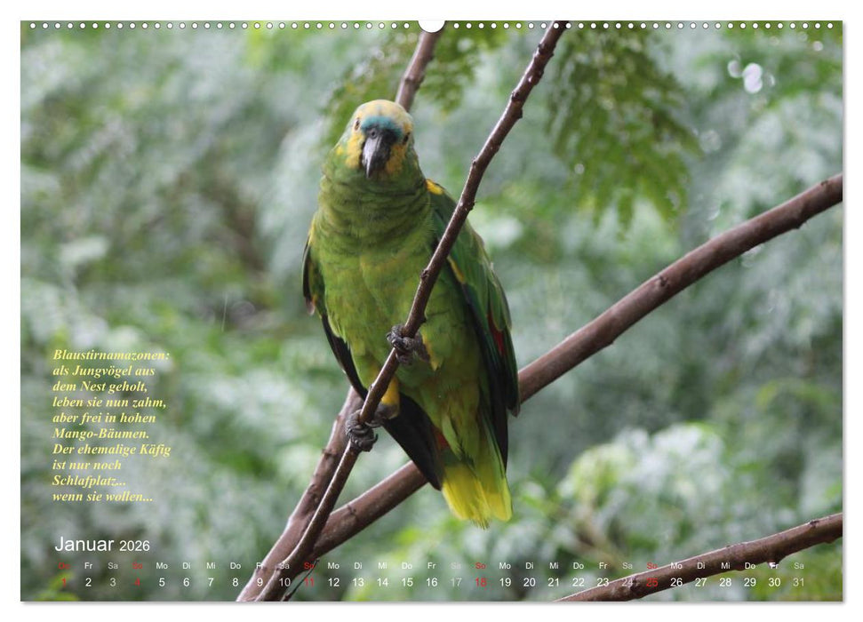 Blaustirnamazonen - Papageien in Paraguay (CALVENDO Wandkalender 2026)
