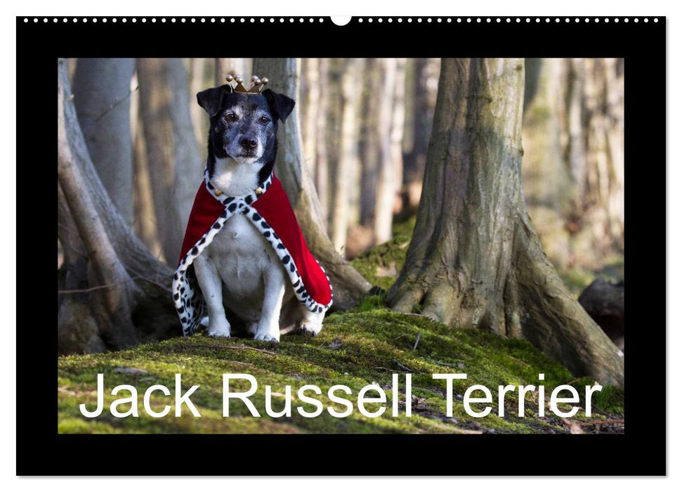 Jack Russell Terrier.....Ein Verwandlungskünstler namens Jake (CALVENDO Wandkalender 2026)