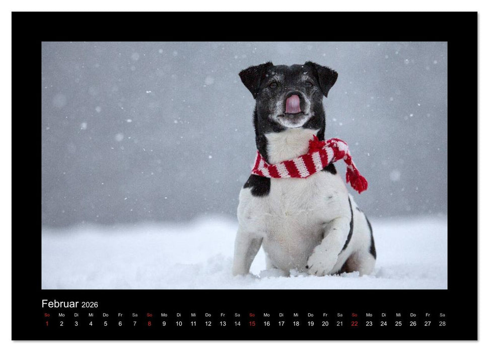Jack Russell Terrier.....Ein Verwandlungskünstler namens Jake (CALVENDO Wandkalender 2026)
