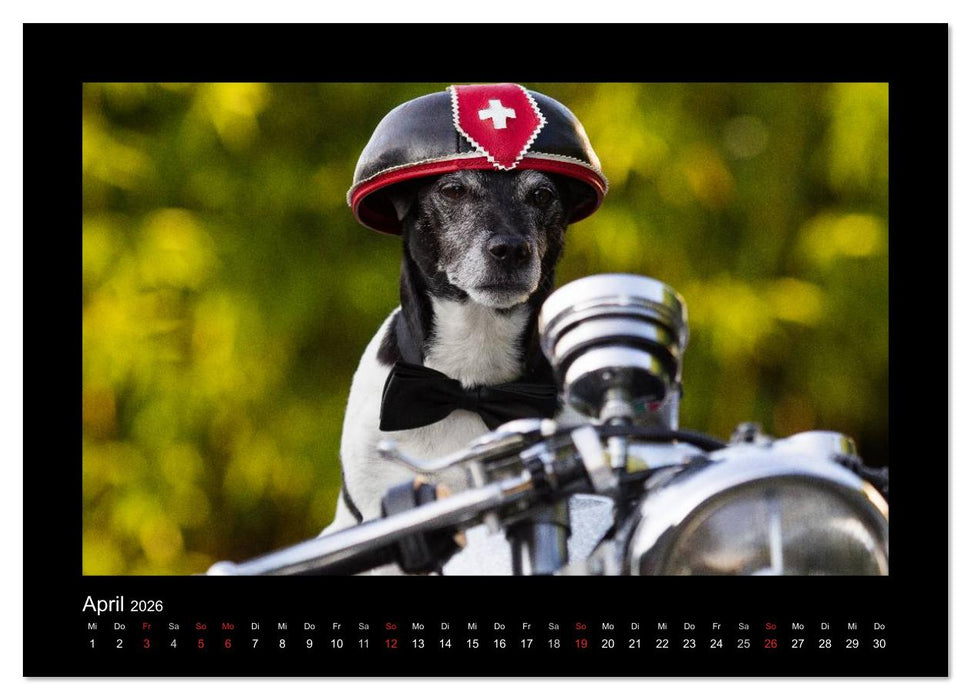 Jack Russell Terrier.....Ein Verwandlungskünstler namens Jake (CALVENDO Wandkalender 2026)