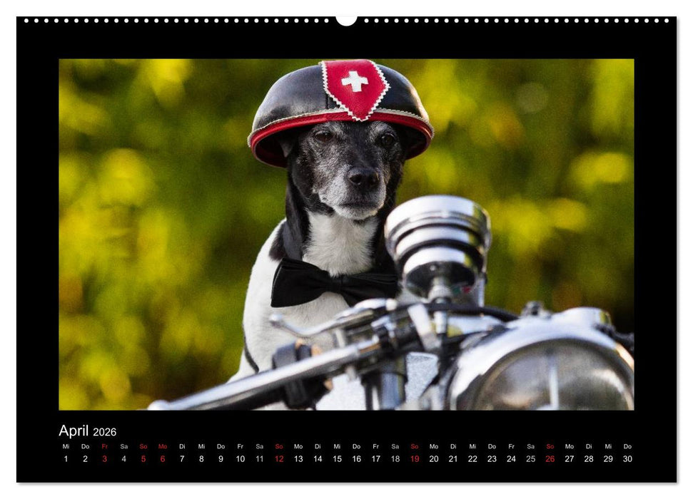 Jack Russell Terrier.....Ein Verwandlungskünstler namens Jake (CALVENDO Wandkalender 2026)