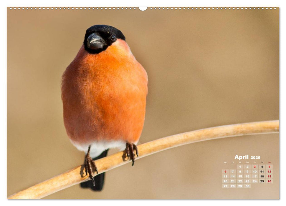 NATUR PUR - Singvögel ganz nah (CALVENDO Premium Wandkalender 2026)