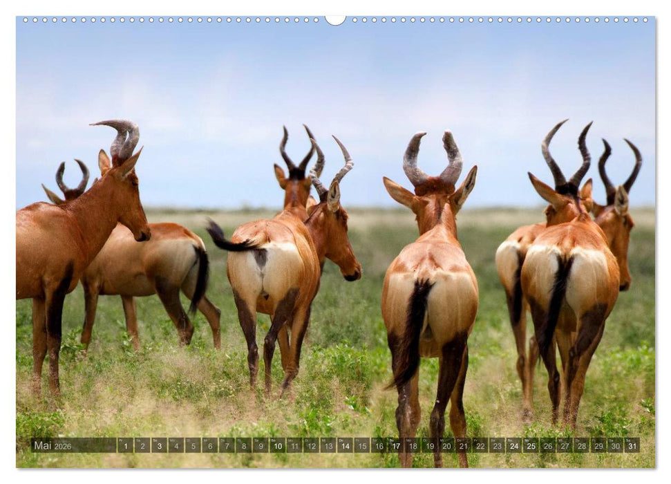 Namibia - Die Tierwelt (CALVENDO Wandkalender 2026)