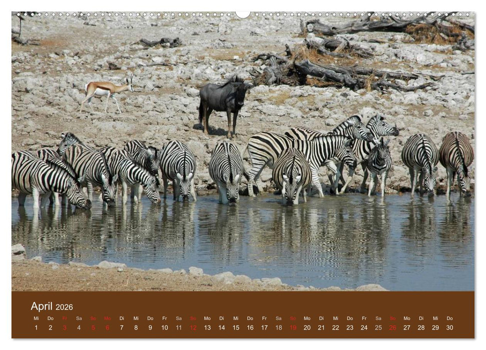 Namibia - faszinierende Menschen und Tiere (CALVENDO Premium Wandkalender 2026)