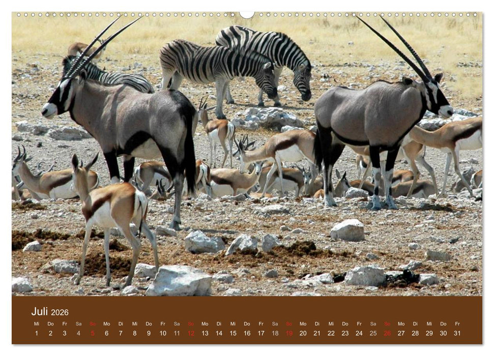 Namibia - faszinierende Menschen und Tiere (CALVENDO Premium Wandkalender 2026)