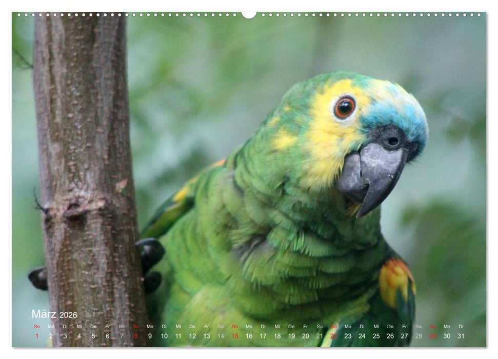 Blaustirnamazonen - Papageien in Paraguay (CALVENDO Premium Wandkalender 2026)