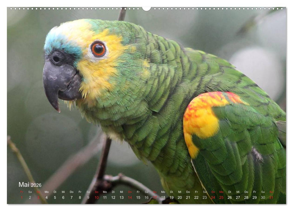 Blaustirnamazonen - Papageien in Paraguay (CALVENDO Premium Wandkalender 2026)