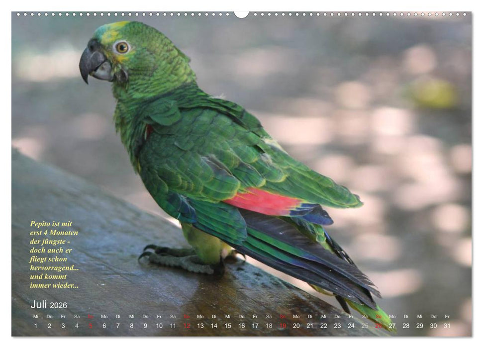 Blaustirnamazonen - Papageien in Paraguay (CALVENDO Premium Wandkalender 2026)