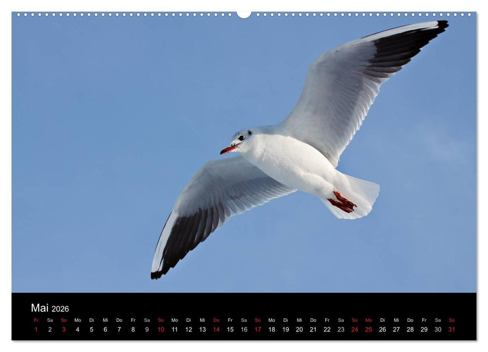 Unterwegs an der Küste der Ostsee (CALVENDO Wandkalender 2026)