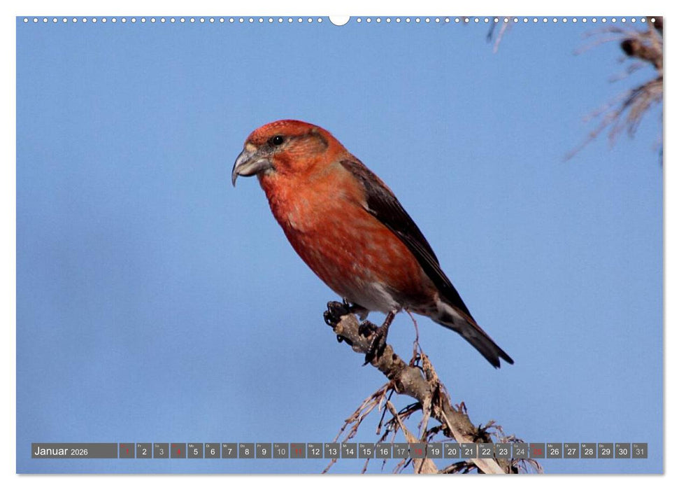 Vögel ganz nah (CALVENDO Premium Wandkalender 2026)