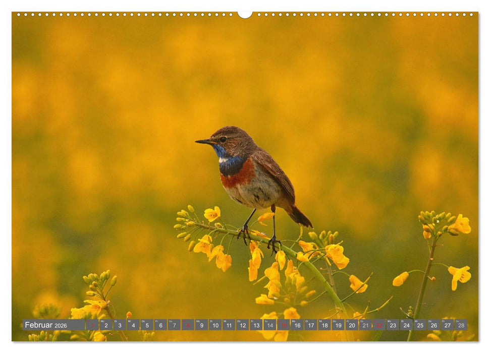 Vögel ganz nah (CALVENDO Premium Wandkalender 2026)