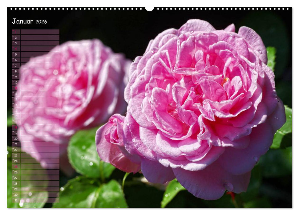 Lass Rosen sprechen (CALVENDO Premium Wandkalender 2026)