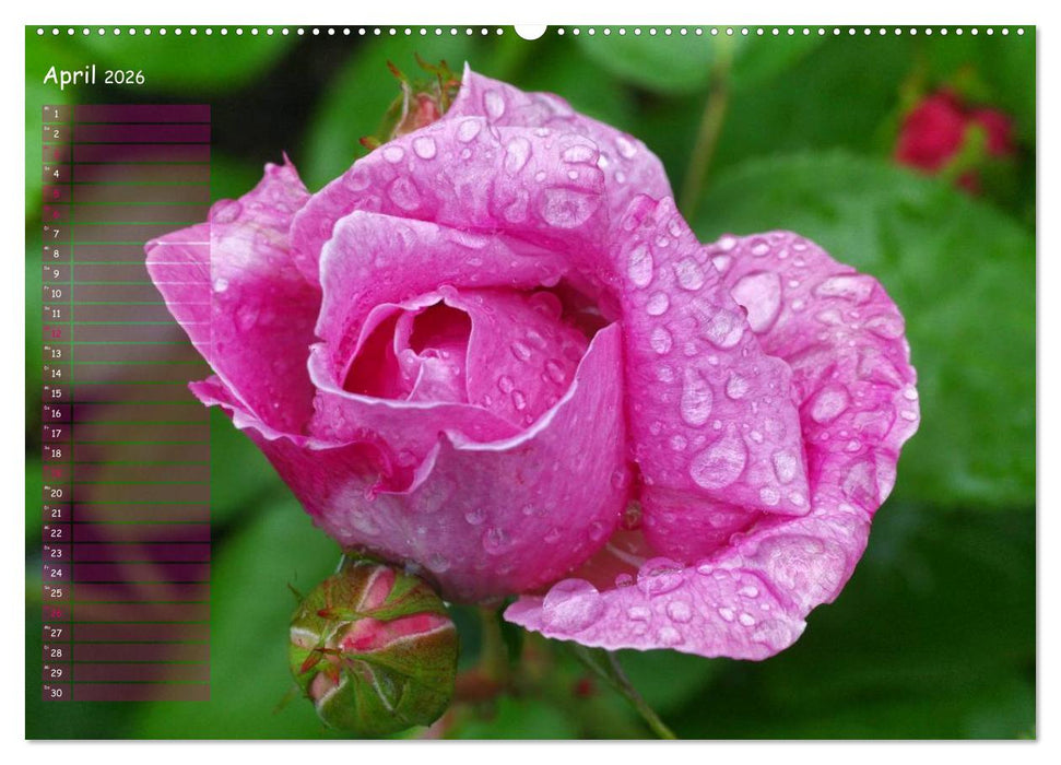 Lass Rosen sprechen (CALVENDO Premium Wandkalender 2026)