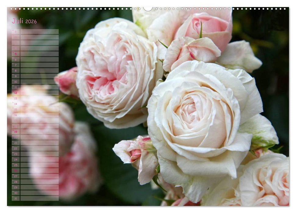 Lass Rosen sprechen (CALVENDO Premium Wandkalender 2026)