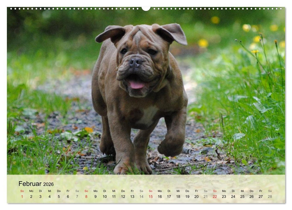 Bulldoggen-Kindergarten (CALVENDO Premium Wandkalender 2026)