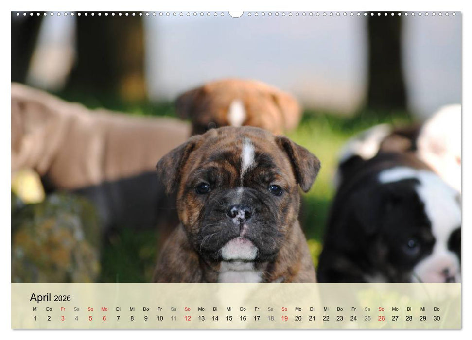 Bulldoggen-Kindergarten (CALVENDO Premium Wandkalender 2026)
