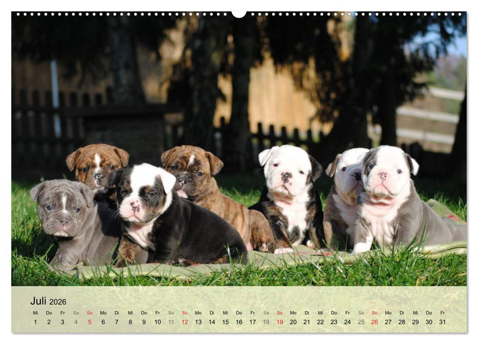 Bulldoggen-Kindergarten (CALVENDO Premium Wandkalender 2026)