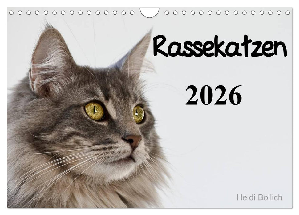 Rassekatzen 2026 (CALVENDO Wandkalender 2026)