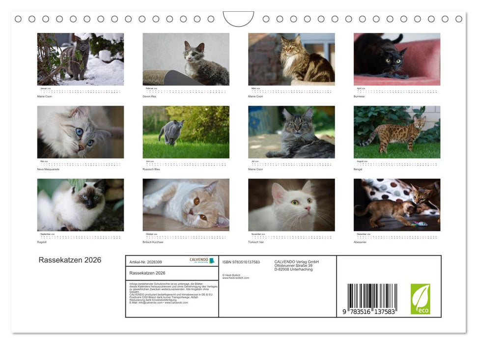 Rassekatzen 2026 (CALVENDO Wandkalender 2026)