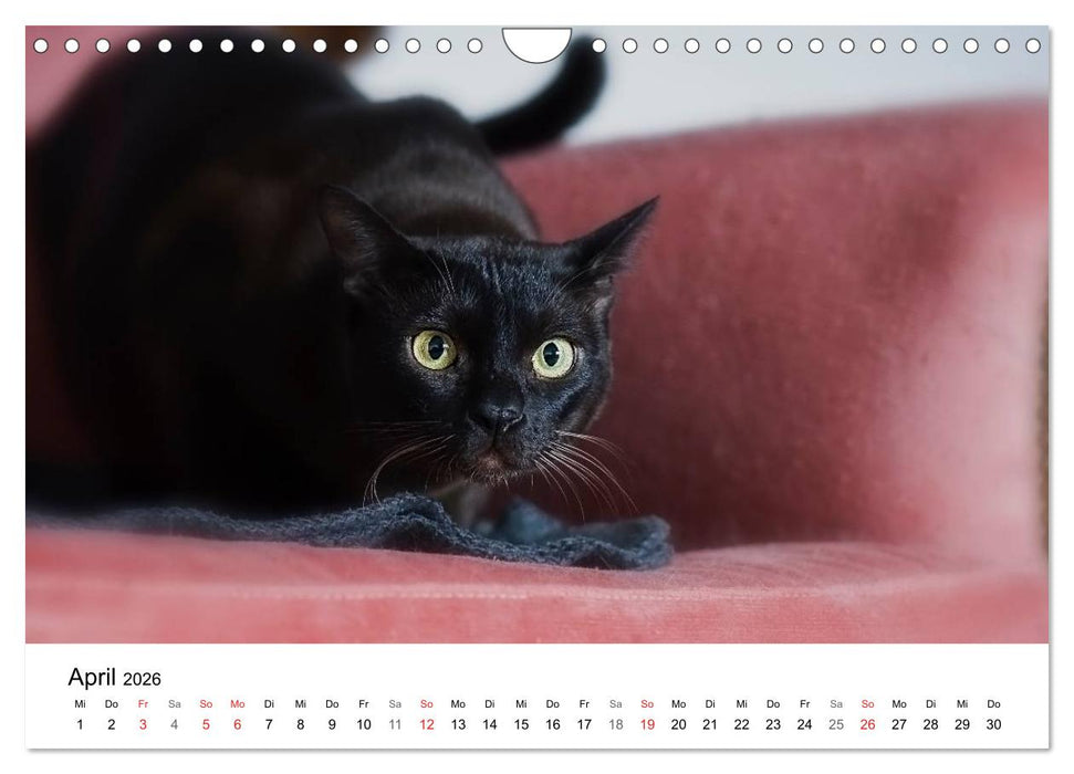 Rassekatzen 2026 (CALVENDO Wandkalender 2026)