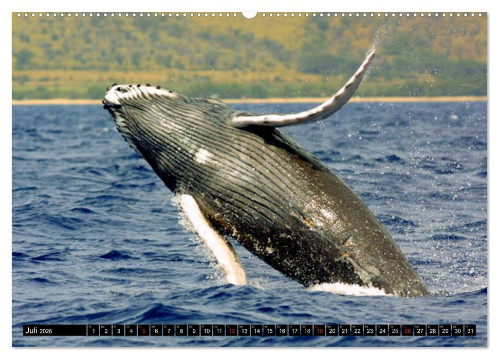 Delfine und Wale (CALVENDO Premium Wandkalender 2026)