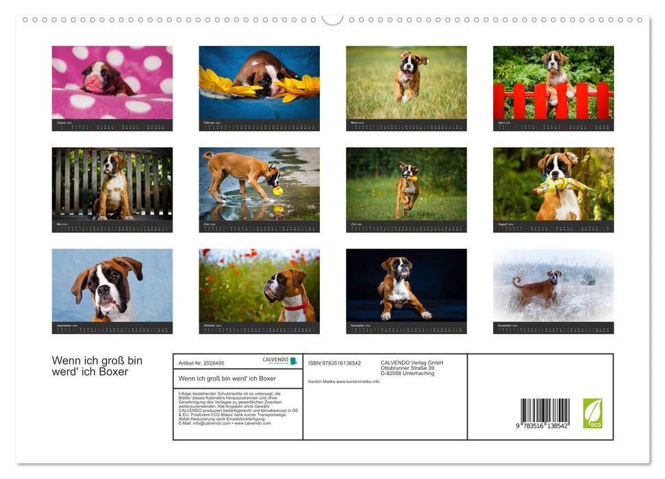 Wenn ich groß bin werd' ich Boxer (CALVENDO Premium Wandkalender 2026)