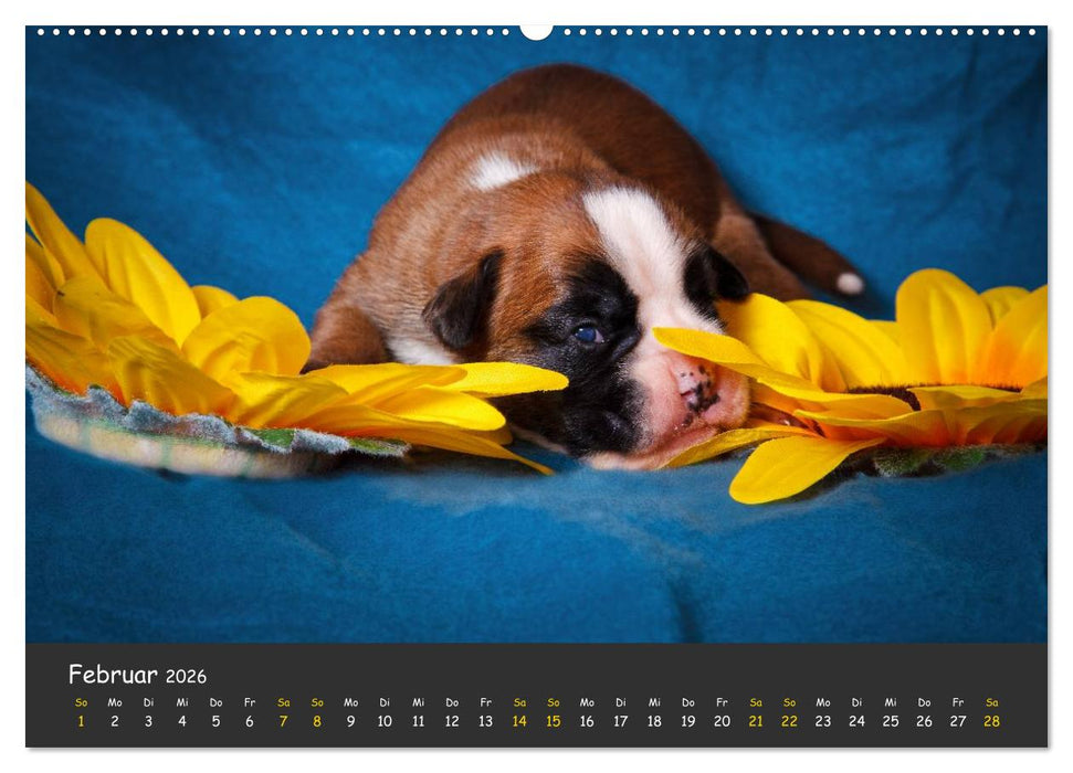 Wenn ich groß bin werd' ich Boxer (CALVENDO Premium Wandkalender 2026)