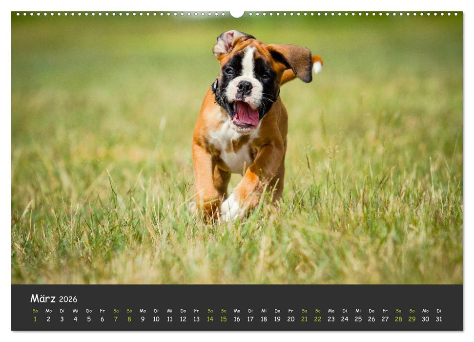Wenn ich groß bin werd' ich Boxer (CALVENDO Premium Wandkalender 2026)