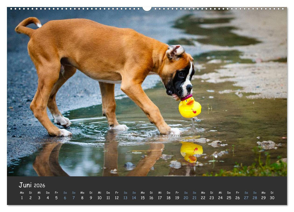 Wenn ich groß bin werd' ich Boxer (CALVENDO Premium Wandkalender 2026)