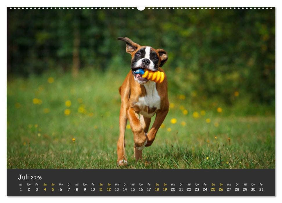 Wenn ich groß bin werd' ich Boxer (CALVENDO Premium Wandkalender 2026)